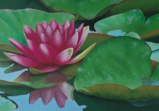 Pink Lily