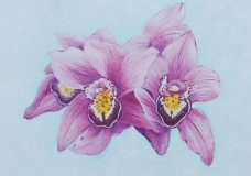 Pink Orchid