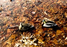 a duck on a leave