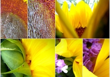 sunflowers