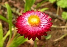 Little Flower