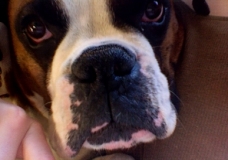 Cachorro lindo!