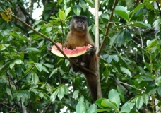 Mico comendo melancia