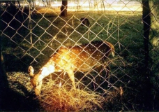 A Deer in a Cage