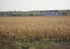 Corn Field