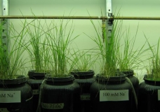 Rice Hydroponics