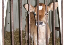 The Imprisonment of Calves