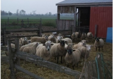 The Imprisonment of Sheep