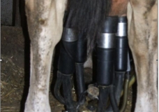 Take care of cows