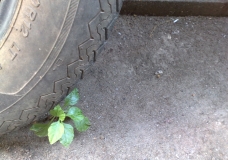 Save Earth - Reduce Vehicular Emissions, Plant more trees...