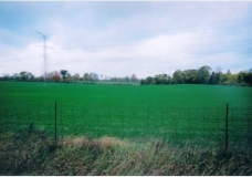 The Fading Green