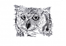 Birds of Southern Africa Sketch One