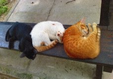 the three musketeers