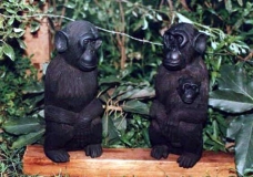 Chimpanzee