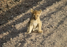 Around Africa