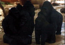 Gorilla Family