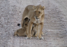The Lion