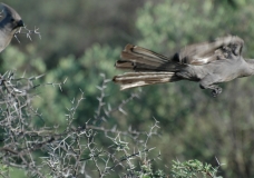 Grey Lourie