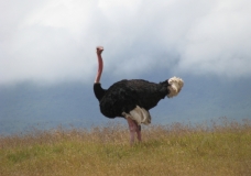 Serengeti