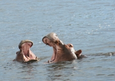 Hippo Humour