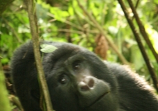 Gorillas