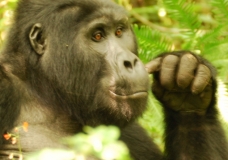Gorillas in Uganda