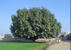 The Big tree