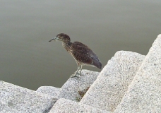 Pajarraco en Puerto Madero