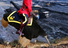 tarsands ostrich