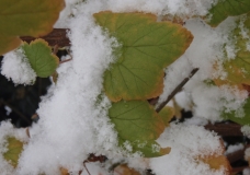 green ice