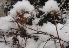 cotton ice