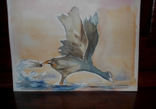 Taking off