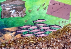 Protect and recover endangered species