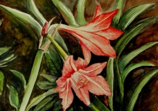 Lilies