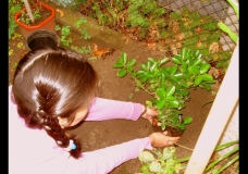 Planting