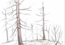 Environmental Hazards