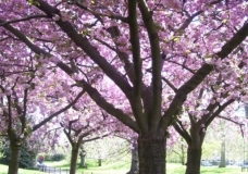 London in Spring
