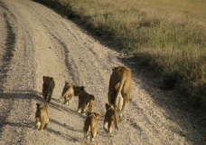 lions!