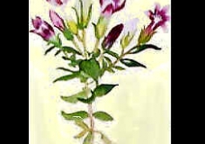 Orchids 1