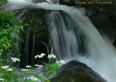 HIMALAYAN BROOK