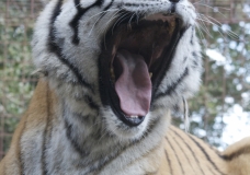 TOOTHLESS TIGER - Help end the abuse of captive BIG CATS!