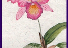Orchids