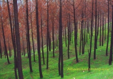 WOODS  HIMALAYAS