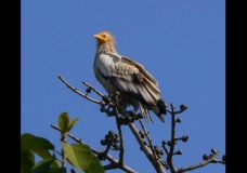 EGYPTIAN VULTURE