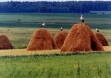Storks