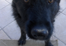 My dog eating an apple