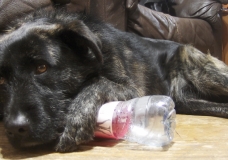 My dog Noa biting