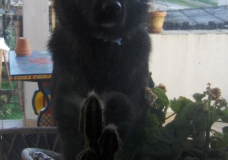 My dog Noa