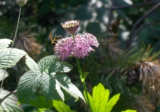 A bee and the flower