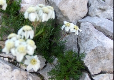 White flowers aka "camomiles"